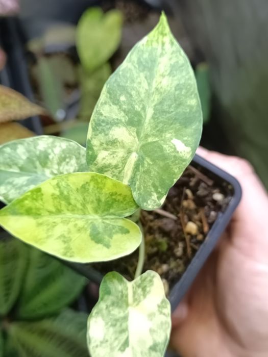 Rośliny do terrarium i paludarium – Alocasia Aurea Variegata, Episcia Magma