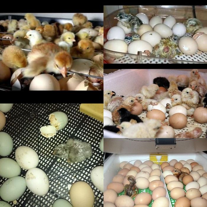 Яйця для інкубатора