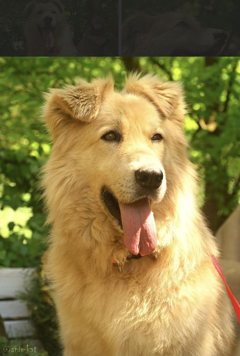 Piesek okolo 5 lat