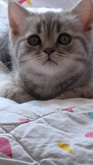 Шотландські кошенята