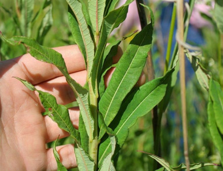 Іван чай 2025 р кипрей,сухий ,сухе листя,чай зелений , листовий кіпрей