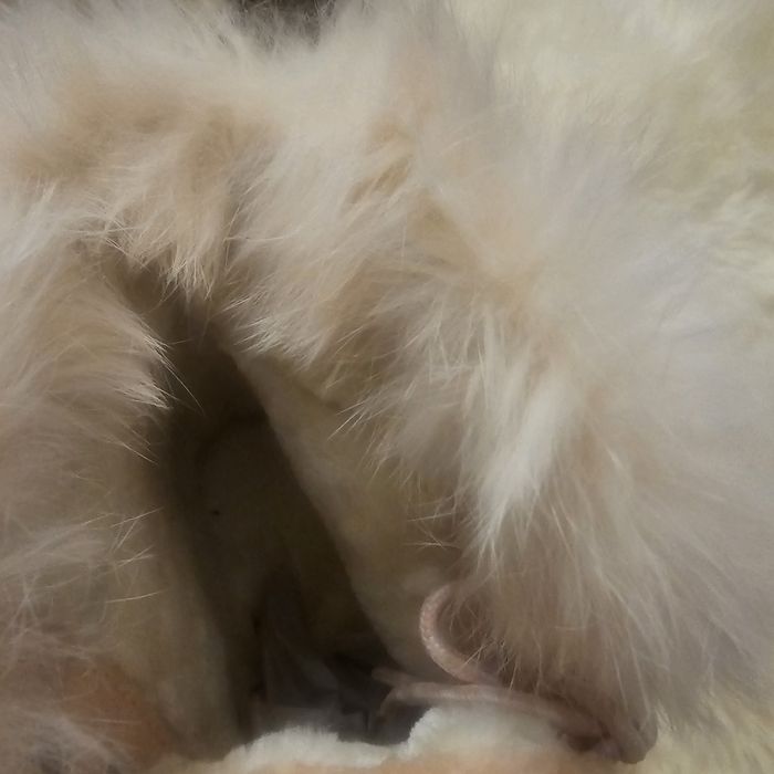 Obuwie mocno ocieplane trepy