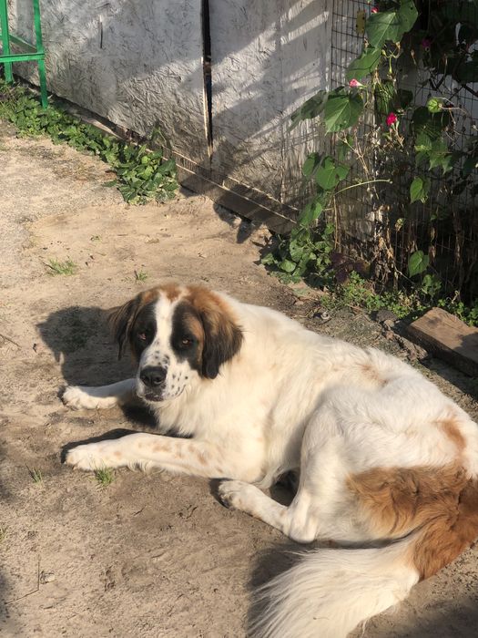 Московська охоронна,Кобель.!Московская сторожевая.