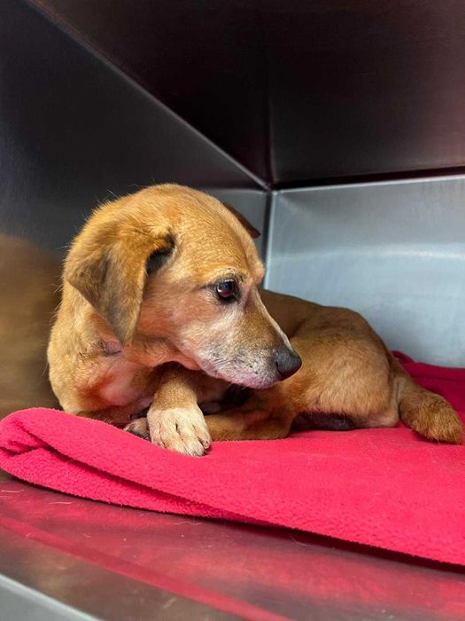 Cão adulto pequeno para adoção responsável