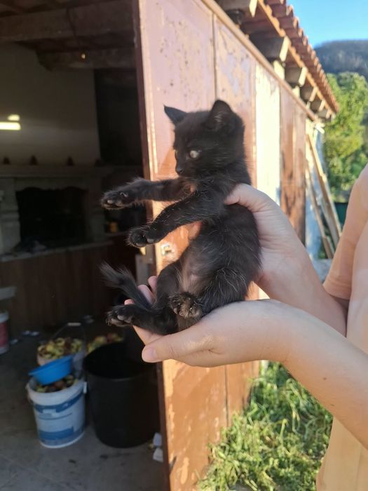 Gatinhos bebés meigos