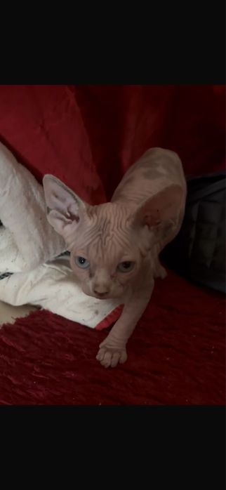 sphynx  gata menina