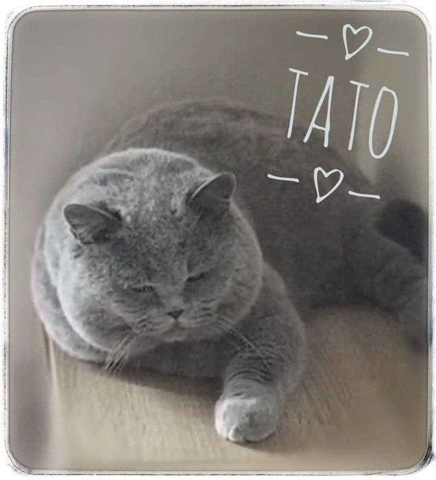 Kotka  brytyjska  krótkowłosa, tygrysica, cudowna.