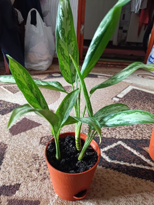 Продам рослини аглаонеми