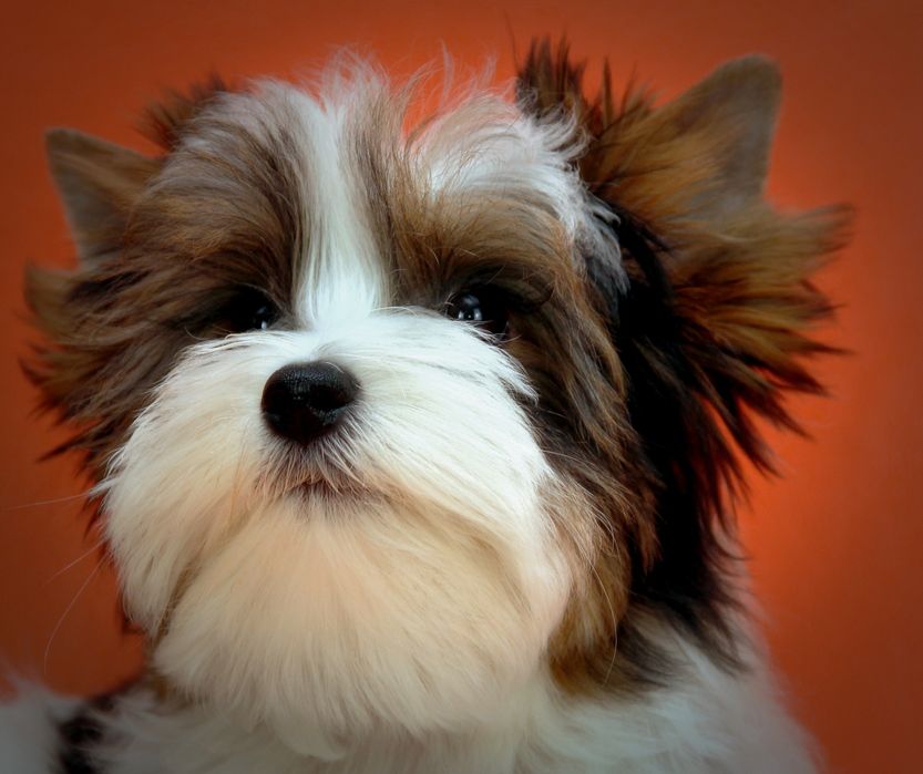 Хлопчик бівер йорк