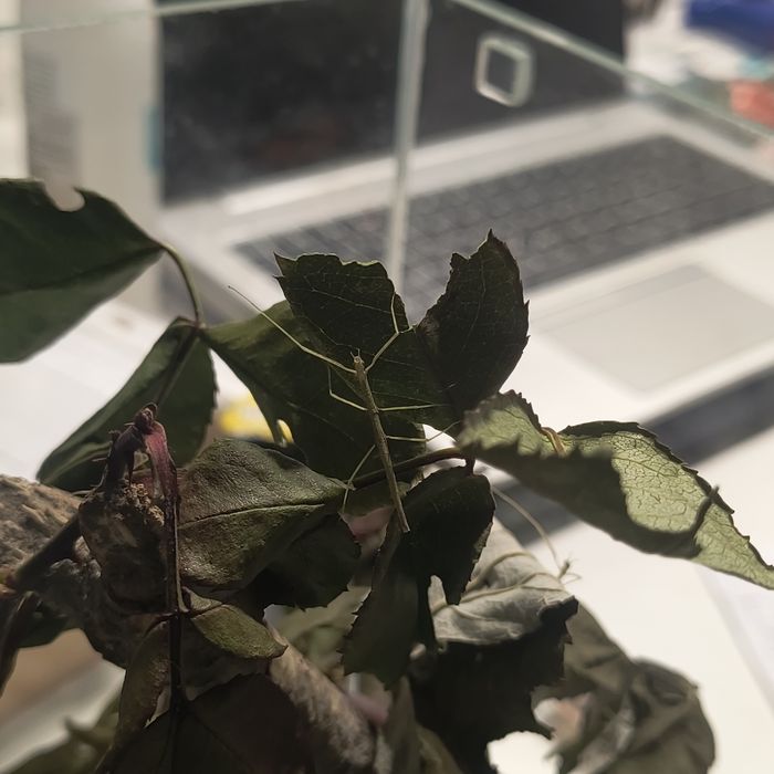 Палочники примарні БЕЗКОШТОВНО