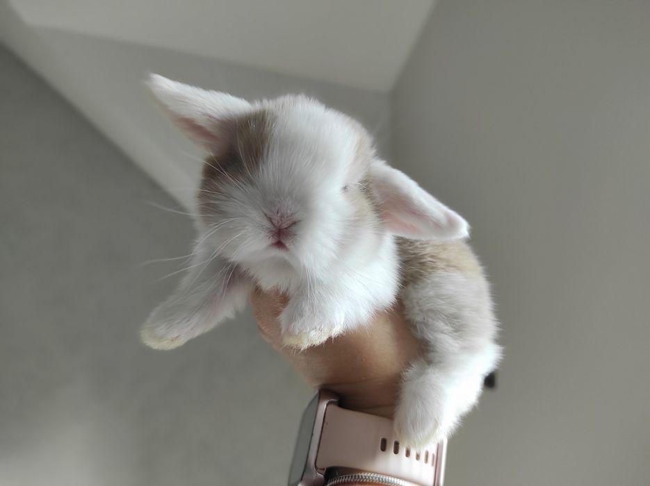 Mini Lop Króliczki Czystej Rasy z WYPRAWKĄ Śliczne Malutkie Króliczki
