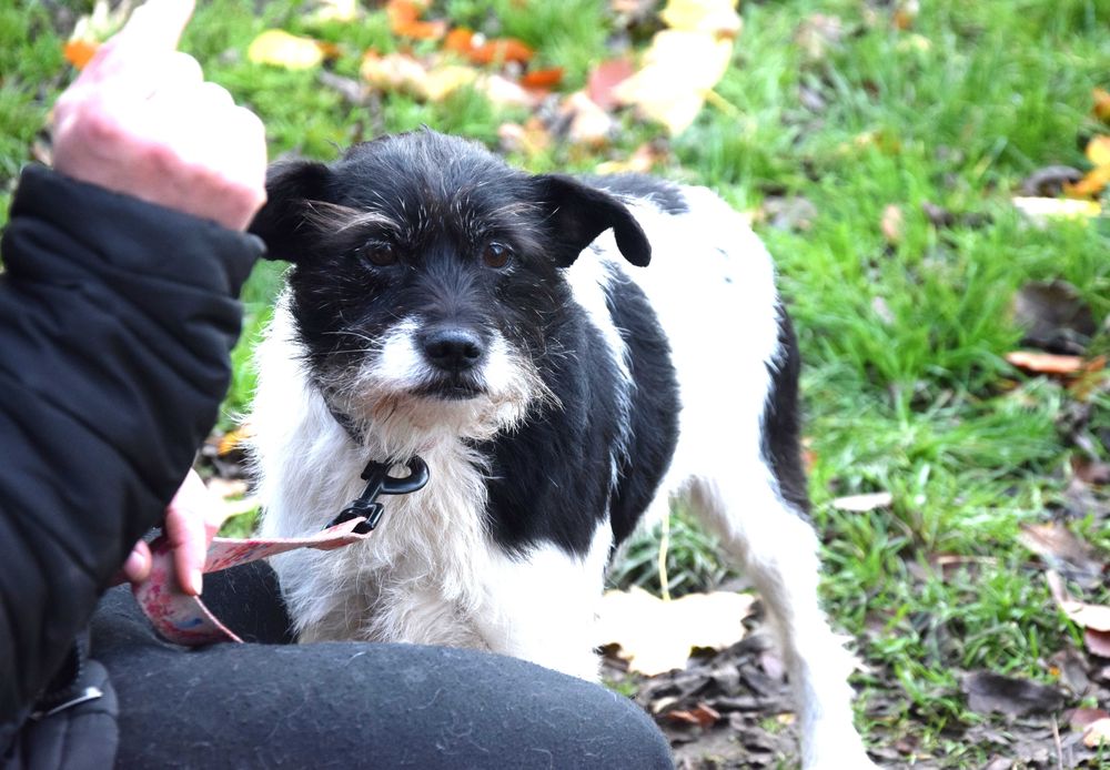 Cudny, grzeczny, kochany, przytulaśny, porzucony piesek szuka domu