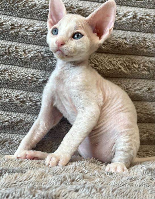 Котик Девон Рекс