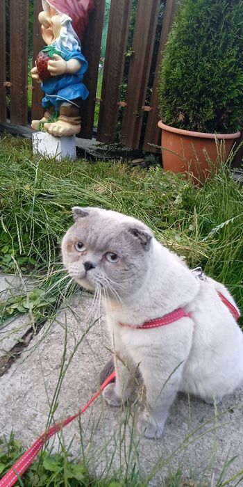 Шотландський, гарний, добрий, дуже лагідний висловухий   кіт на в'язку