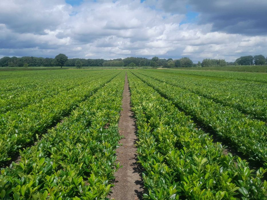 Laurowiśnia! Do 200 cm! Novita Caucasica Rotundifolia! Sadzimy!
