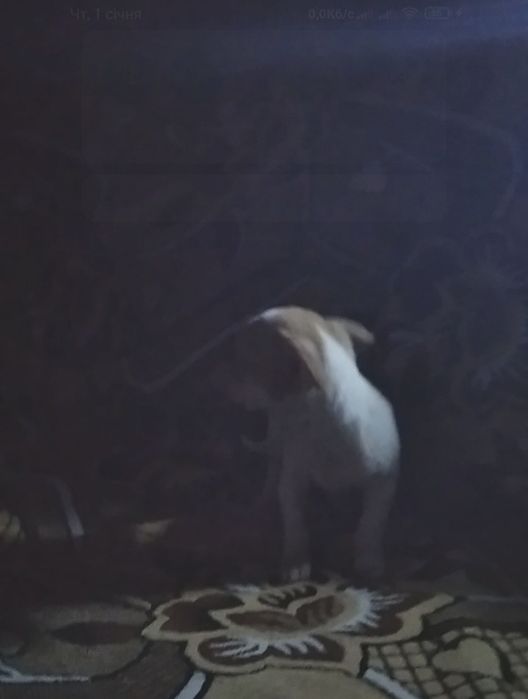 Міні-чихуахуа дівчинка