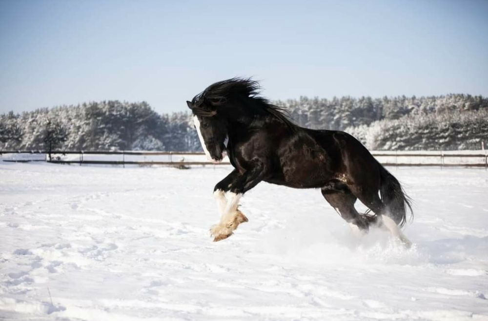 Przepięky ogier shire 190cm licencja shs