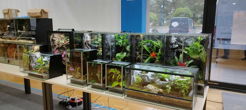 Terrarium bioaktywne dla gekona orzęsionego 40x40x60 ( Exotic Leszno)