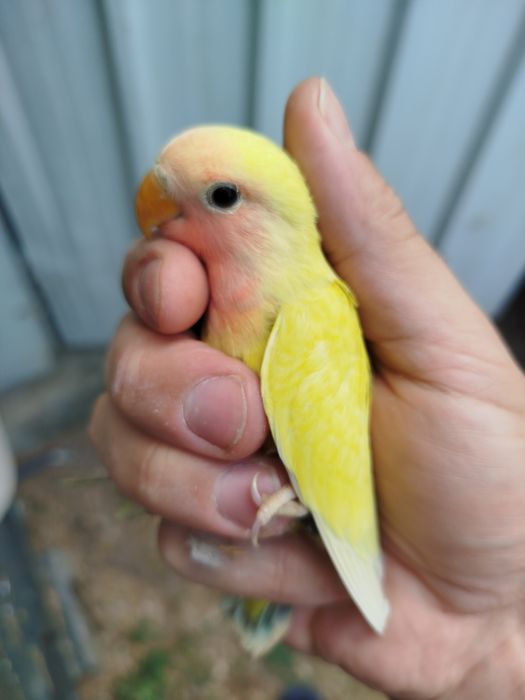 Agapornis roseicollis fêmeas