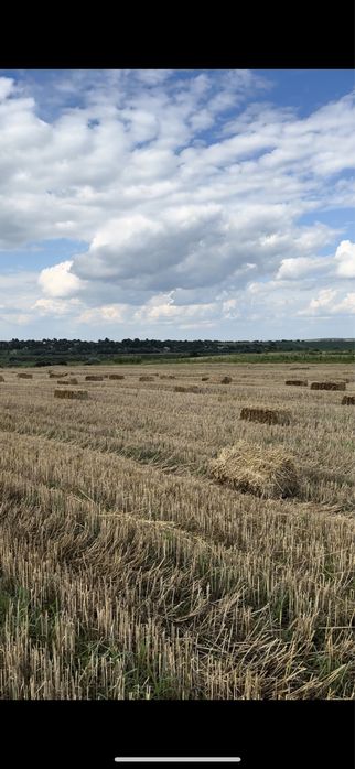 Продам тюки соломи