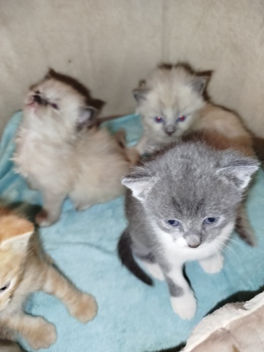 Продам котяток красивых шотдланских