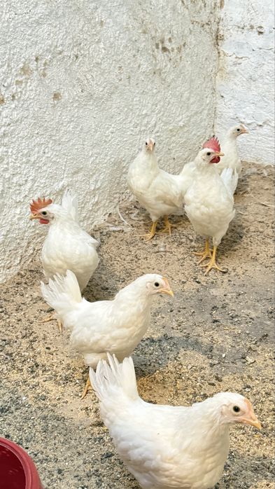 Galo leghorn puro. 8-9 semanas
