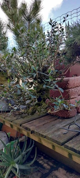 Bonsai Ullastre de Antonio Arana