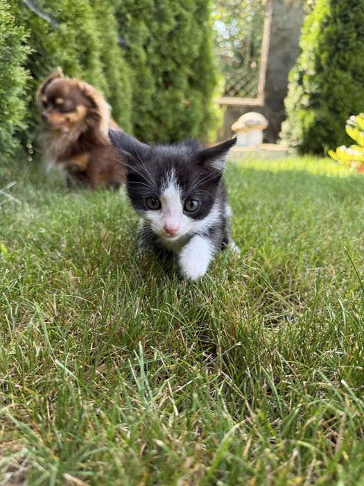 Котик в хорошу сімʼю