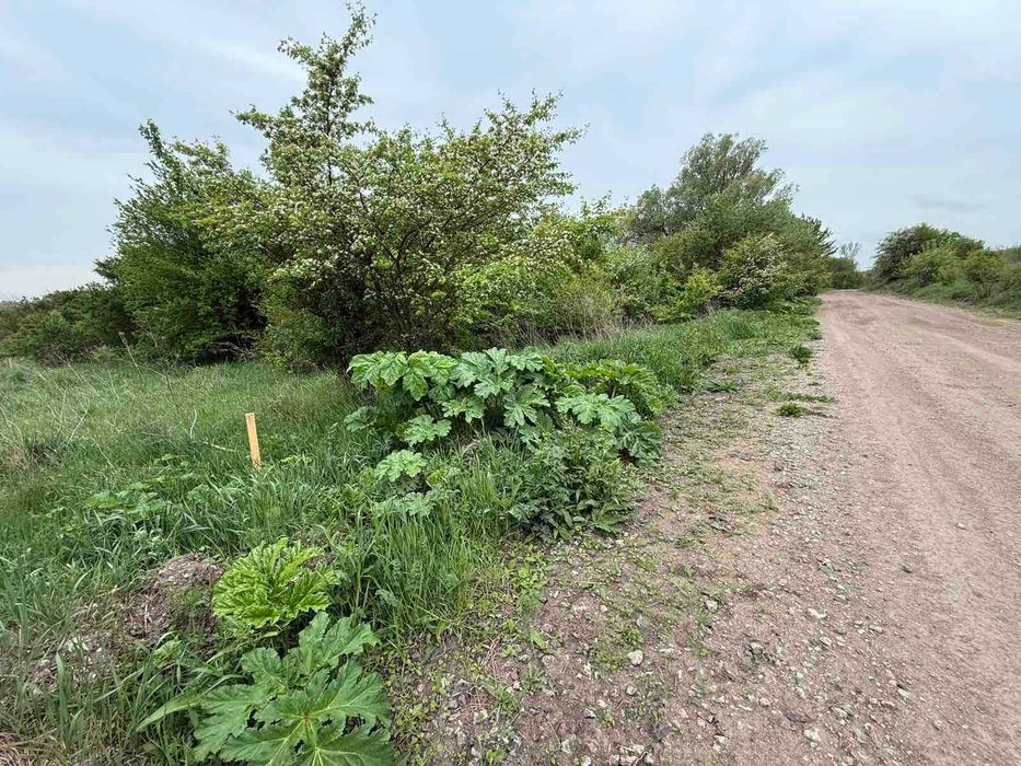 Фото ділянки