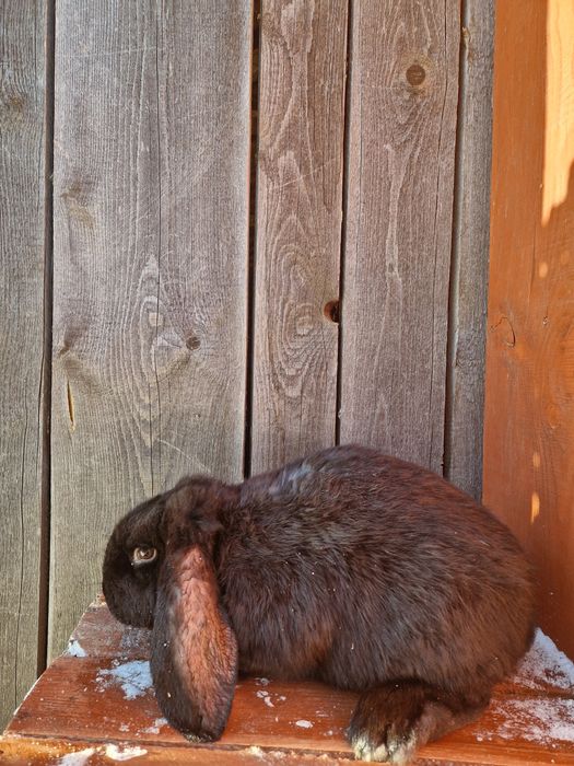 Baran francuski samiec