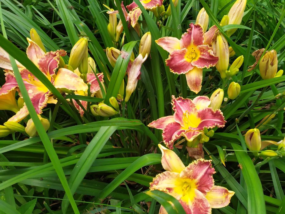 Лілейники , різні