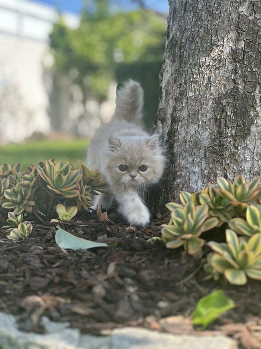 Gatinho Persa