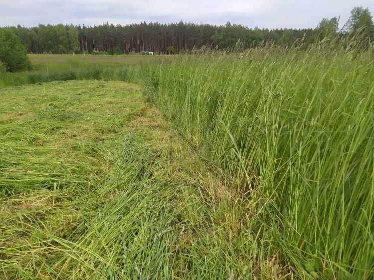 5 kg Siano KUPKÓWKA GRUBA,  dla królików i gryzoni BOROWIK