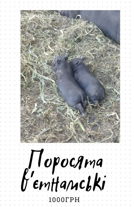 в'єтнамське порося