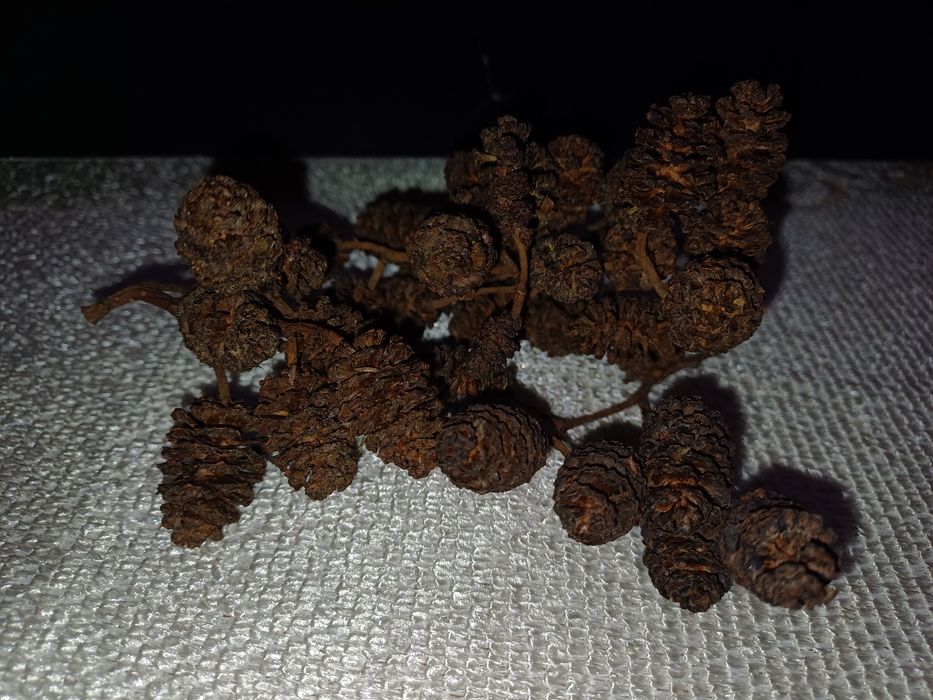 Szyszki olchy czarnej 300 sztuk.