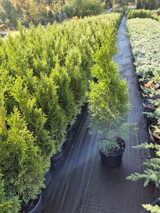 Cięcie tuja, żywopłotu szybka realizacja