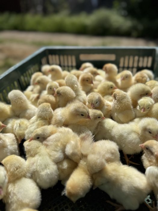 Бройлер суточный кобб 500