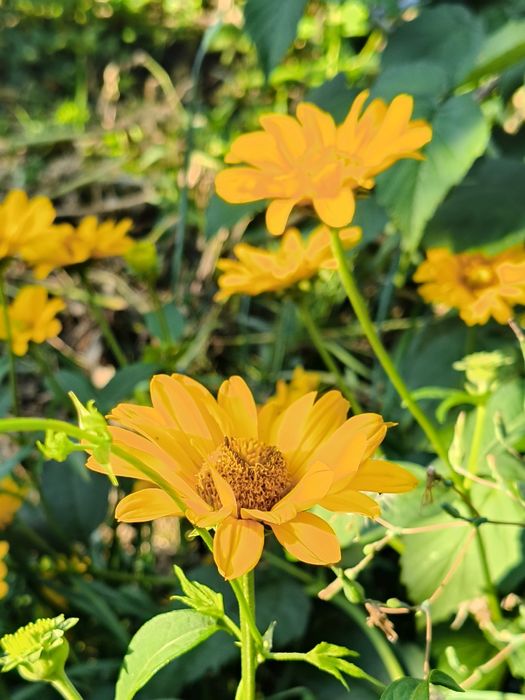 Гелиопсис многолетний. Жёлтые садовые цветы.