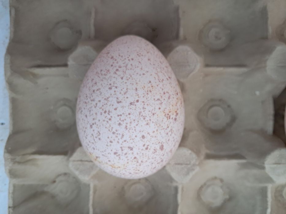 Duzia ovos de perúa galados