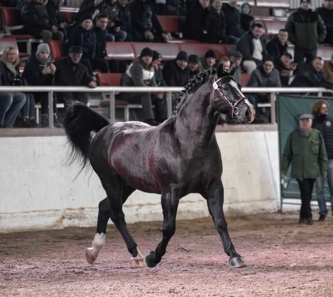 Ogier śląski Rik Stanówka