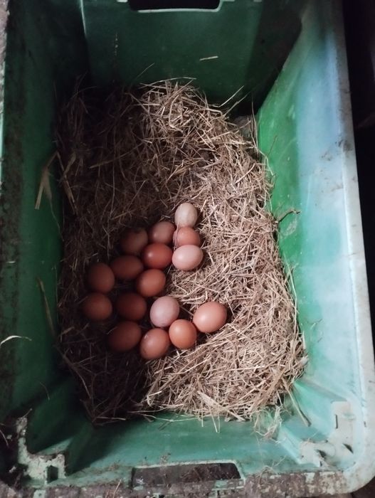 Ovos caseiros  zona centro