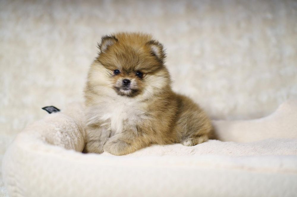 Pomeranian suczka mini mini