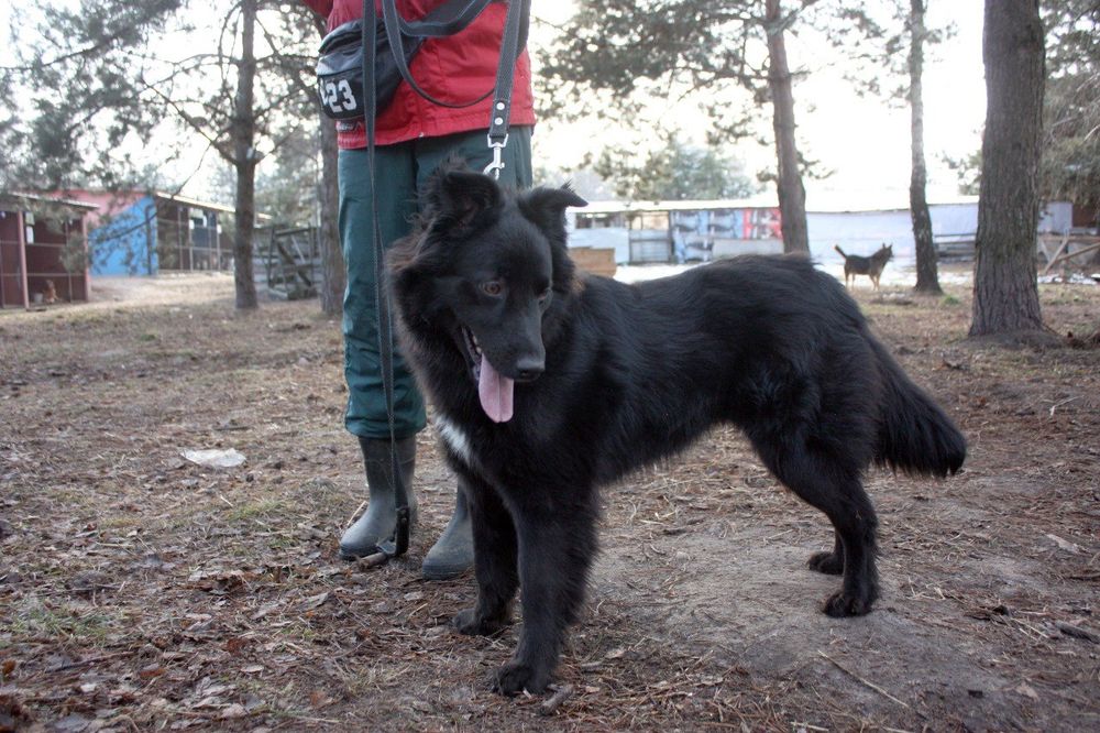 Красавица ищет дом и хозяина