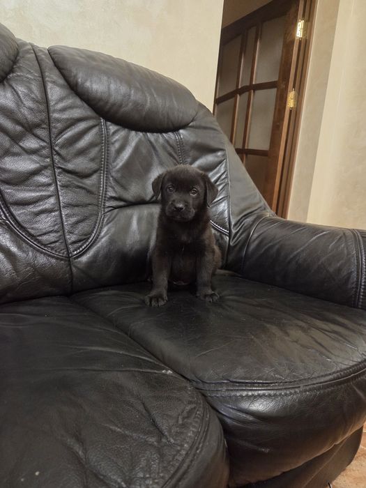 Метиси лабрадора