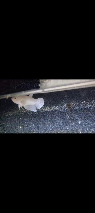 Casal de bettas brancos