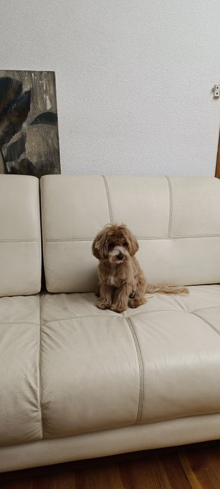 Шикарний мальтіпу хлопец / 4 кг./ Вакцинований / Чіпований