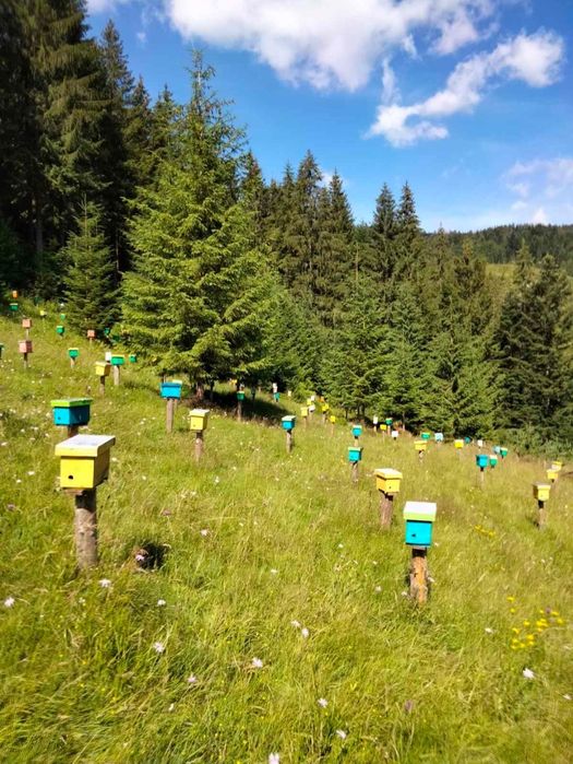 Натуральний крем-мед з Карпат