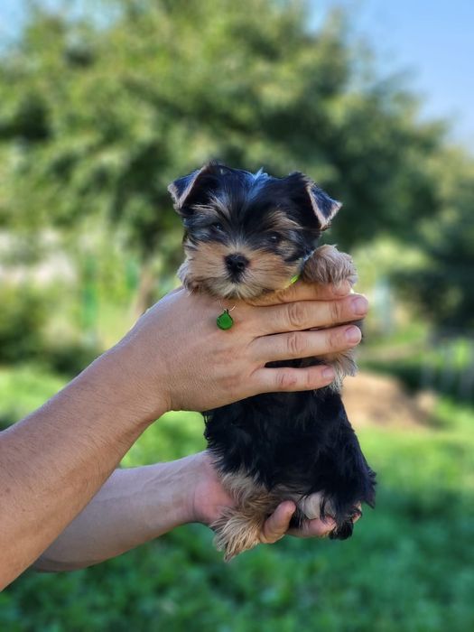 Йорк — більше ніж декоративна порода. Це характер і стиль