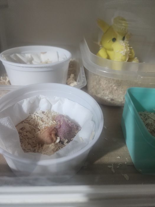 Caturra domesticada