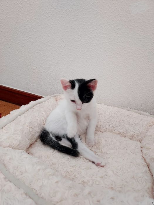 Gatinho bebé para adoção